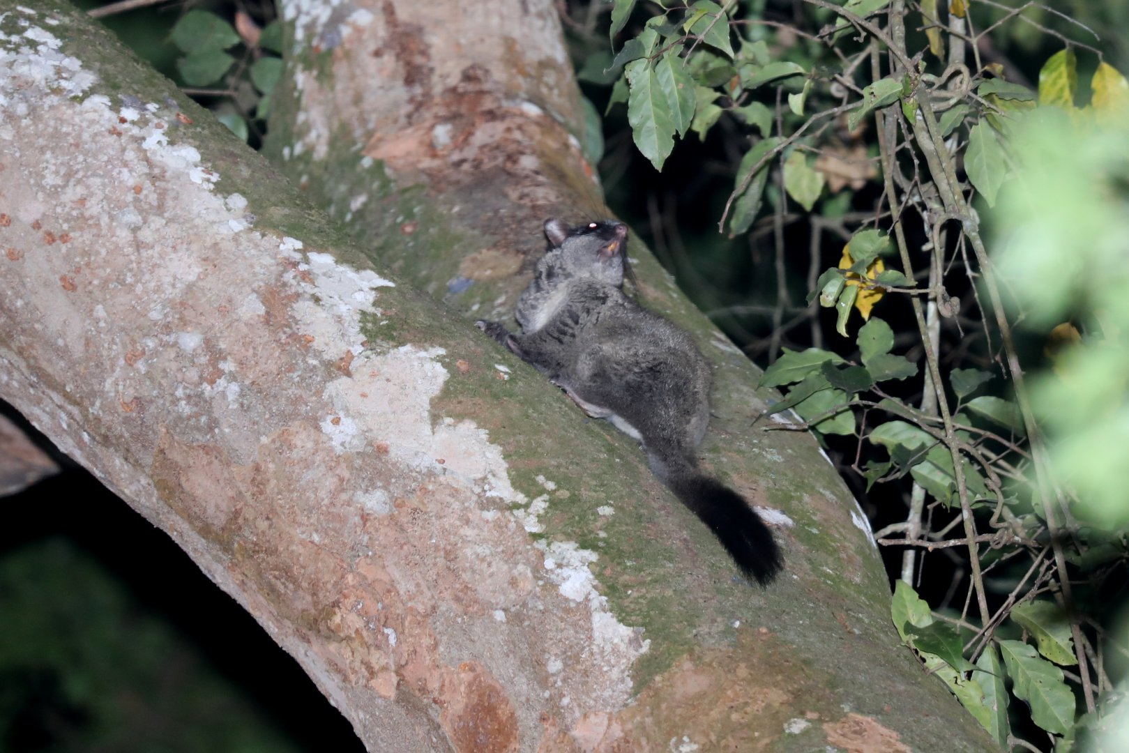 Lord Derby's anomalure or scaly-tailed squirrel (Anomalurus derbianus)