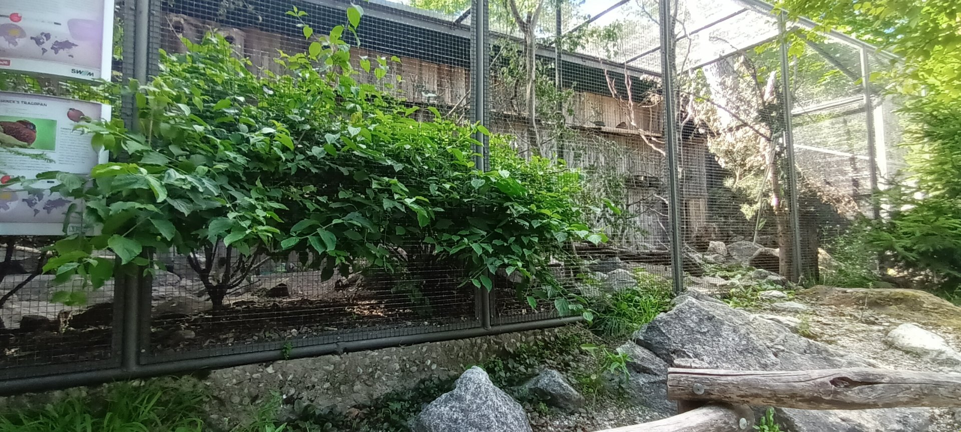 Lord Derbys Parakeet and Temmincks Tragopan Aviary