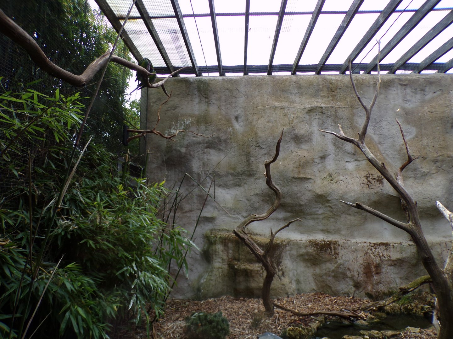 Lord Derby’s parakeet aviary 29.6.24