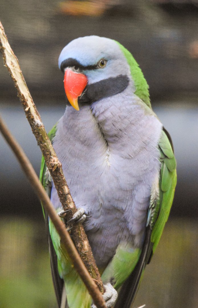 Lord Derby's parakeet (October 2020)