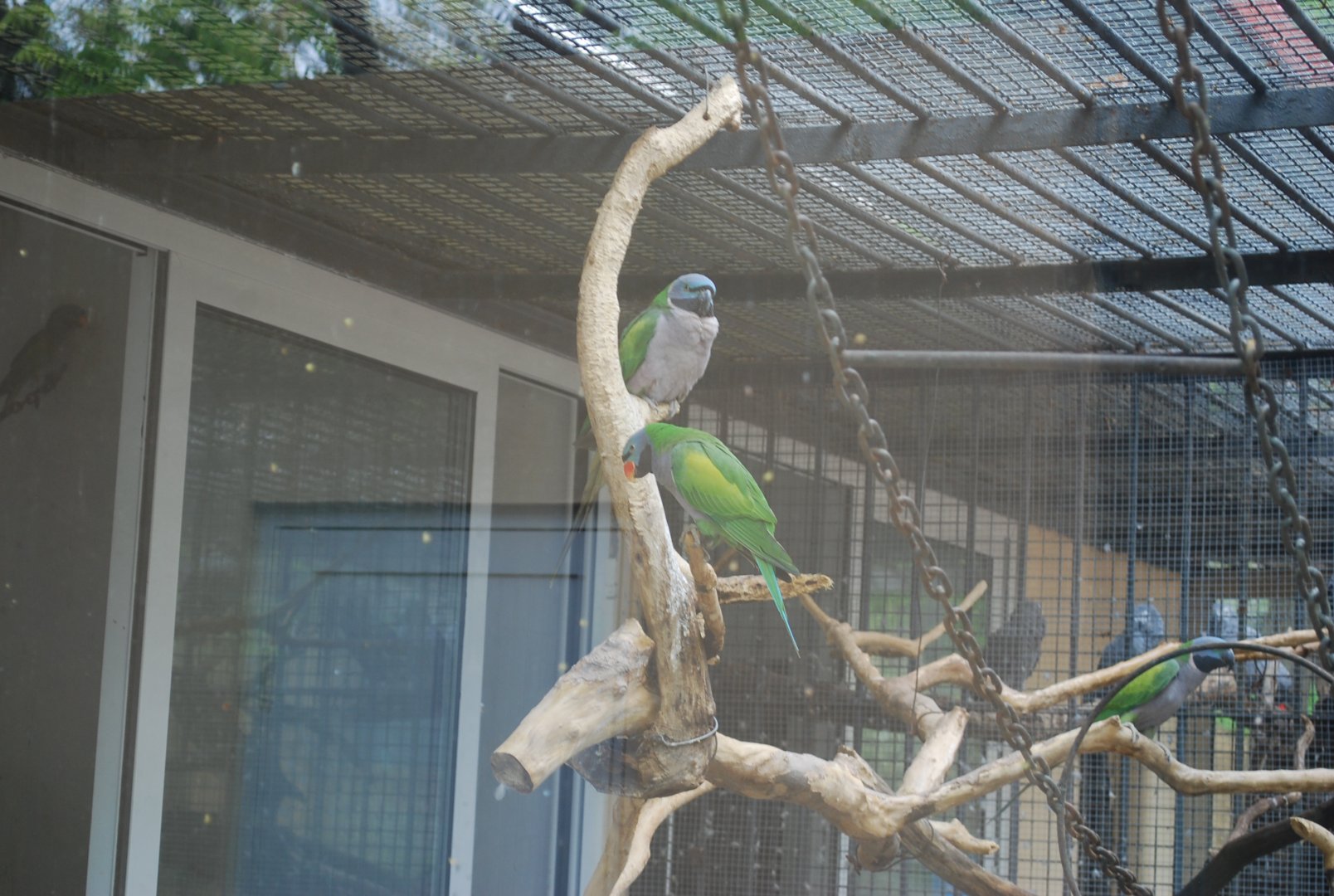 Lord Derby's parakeet (Psittacula derbiana)
