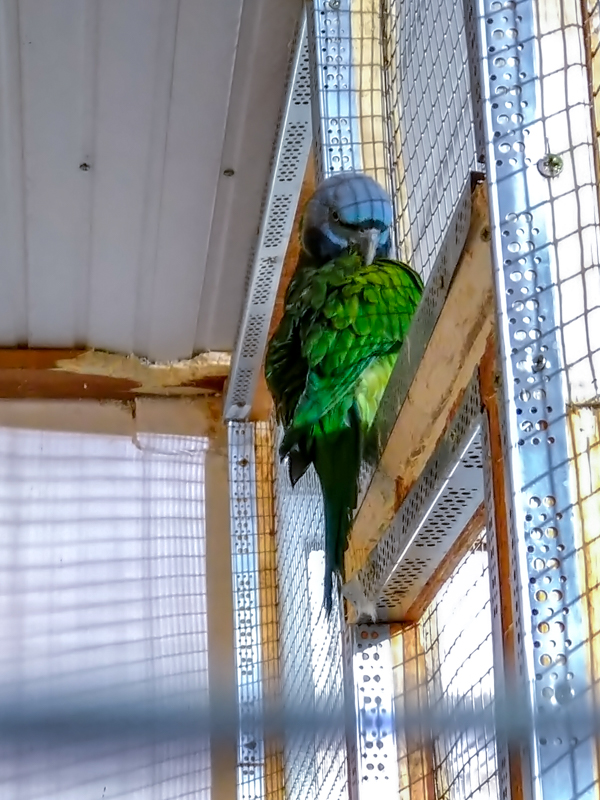 Lord Derby's parakeet (Psittacula derbiana)