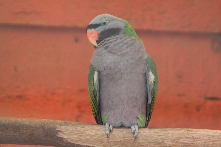 Lord Derby's parakeet (Psittacula derbiana)