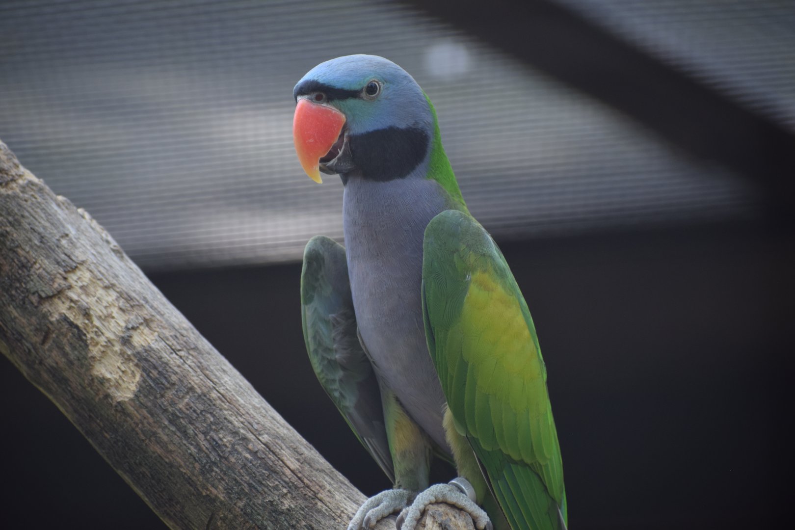 Lord Derby's parakeet - Vogelpark Steinen