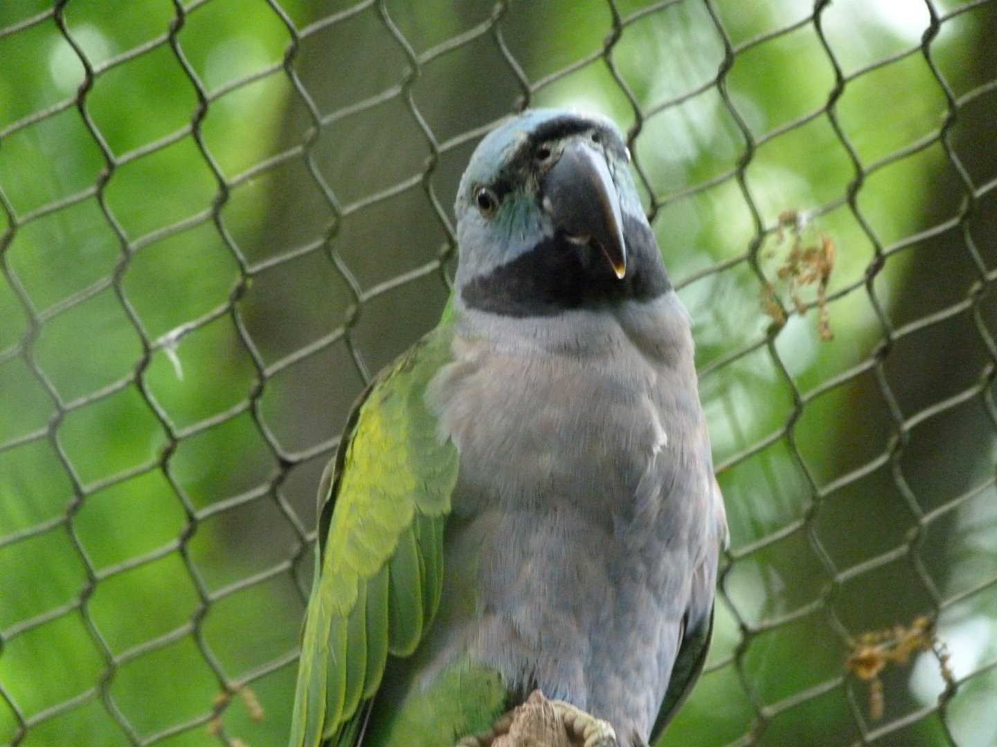 Lord Derby's parakeet -ZooParc de Beauval (2025)