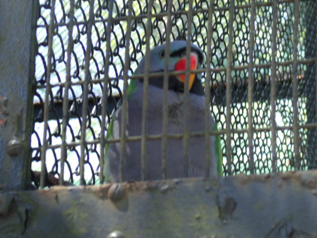 Lord Derby's Parakeet