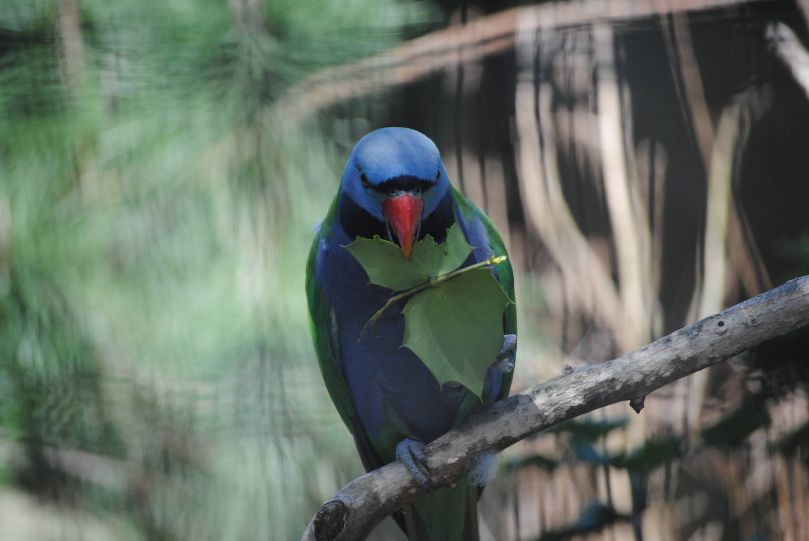 Lord Derby's Parakeet