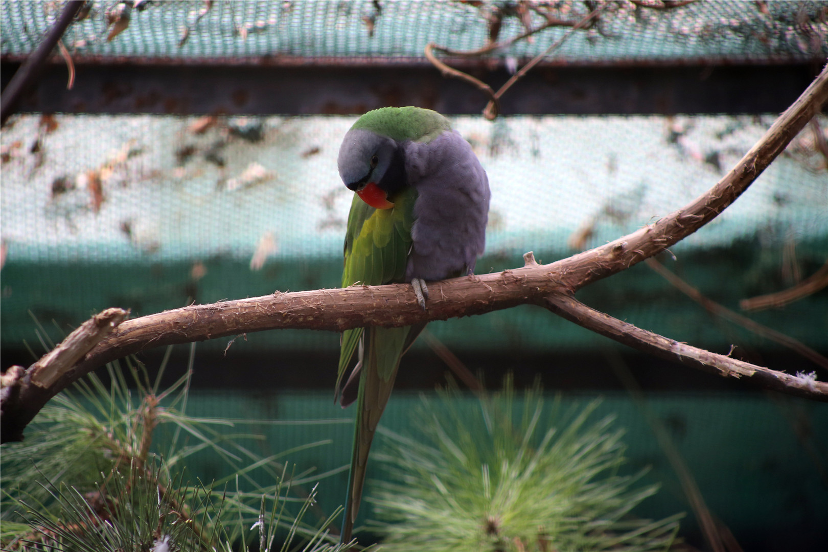 Lord Derby's parakeet