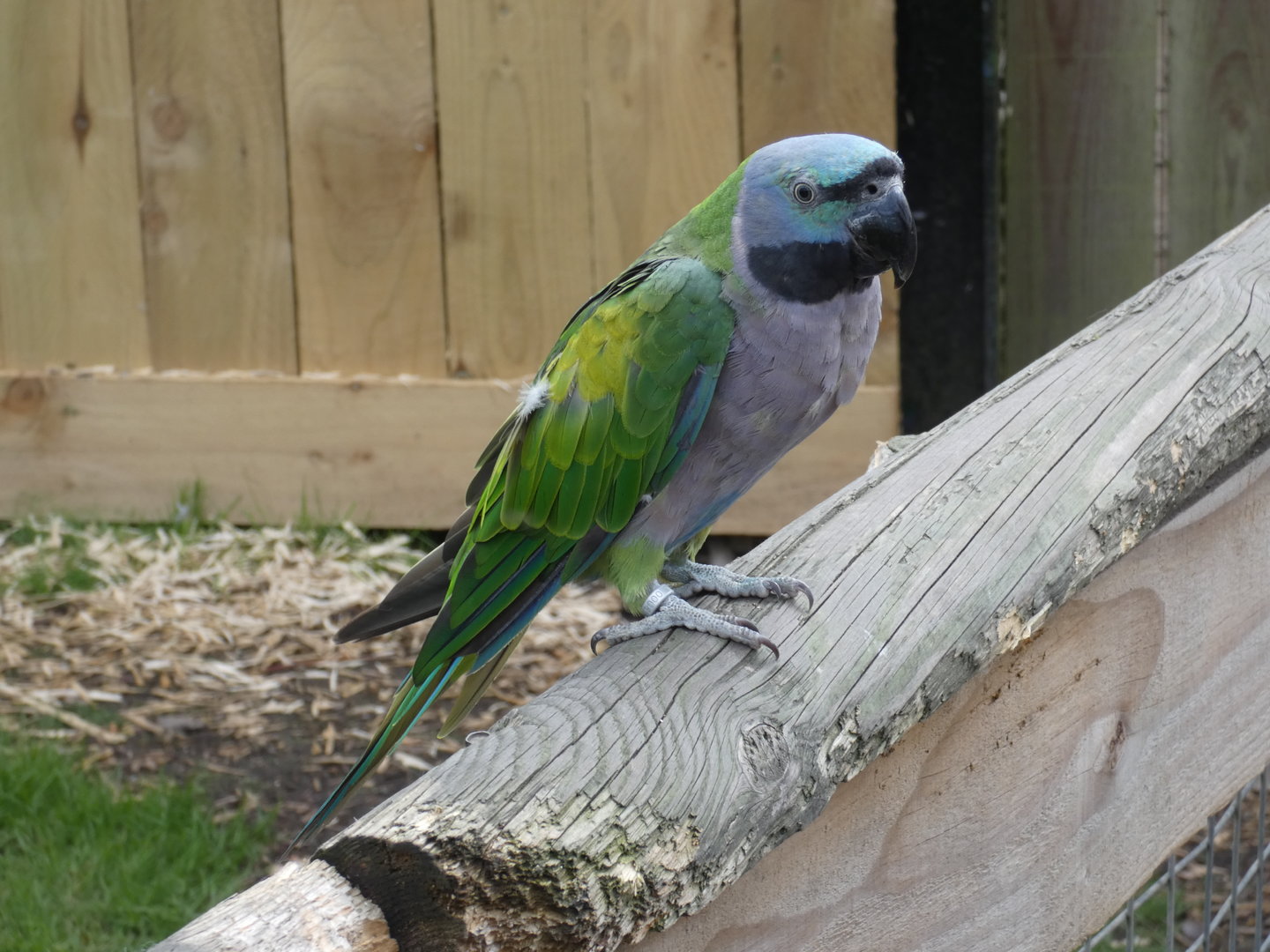 Lord Derby's parakeet