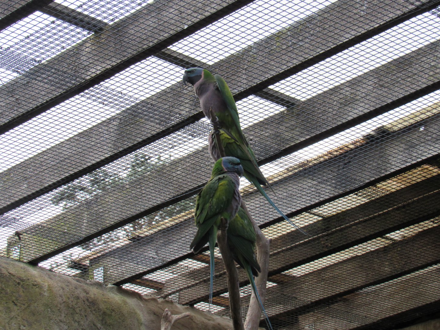 Lord Derby’s parakeet