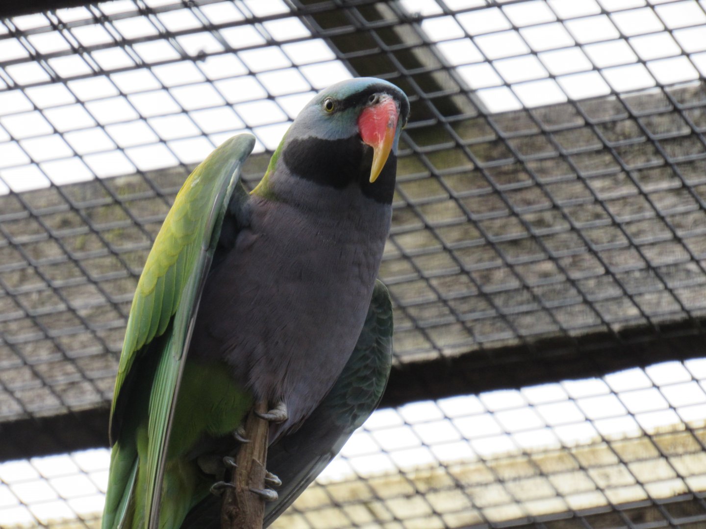 Lord Derby’s parakeet