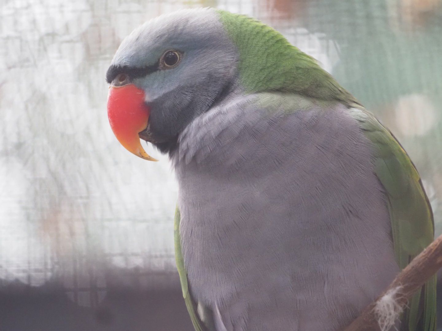 Lord Derby's Parakeet