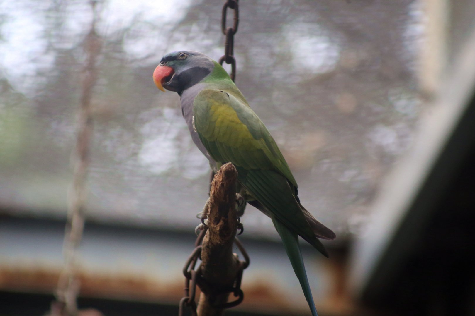 Lord Derby's Parakeet