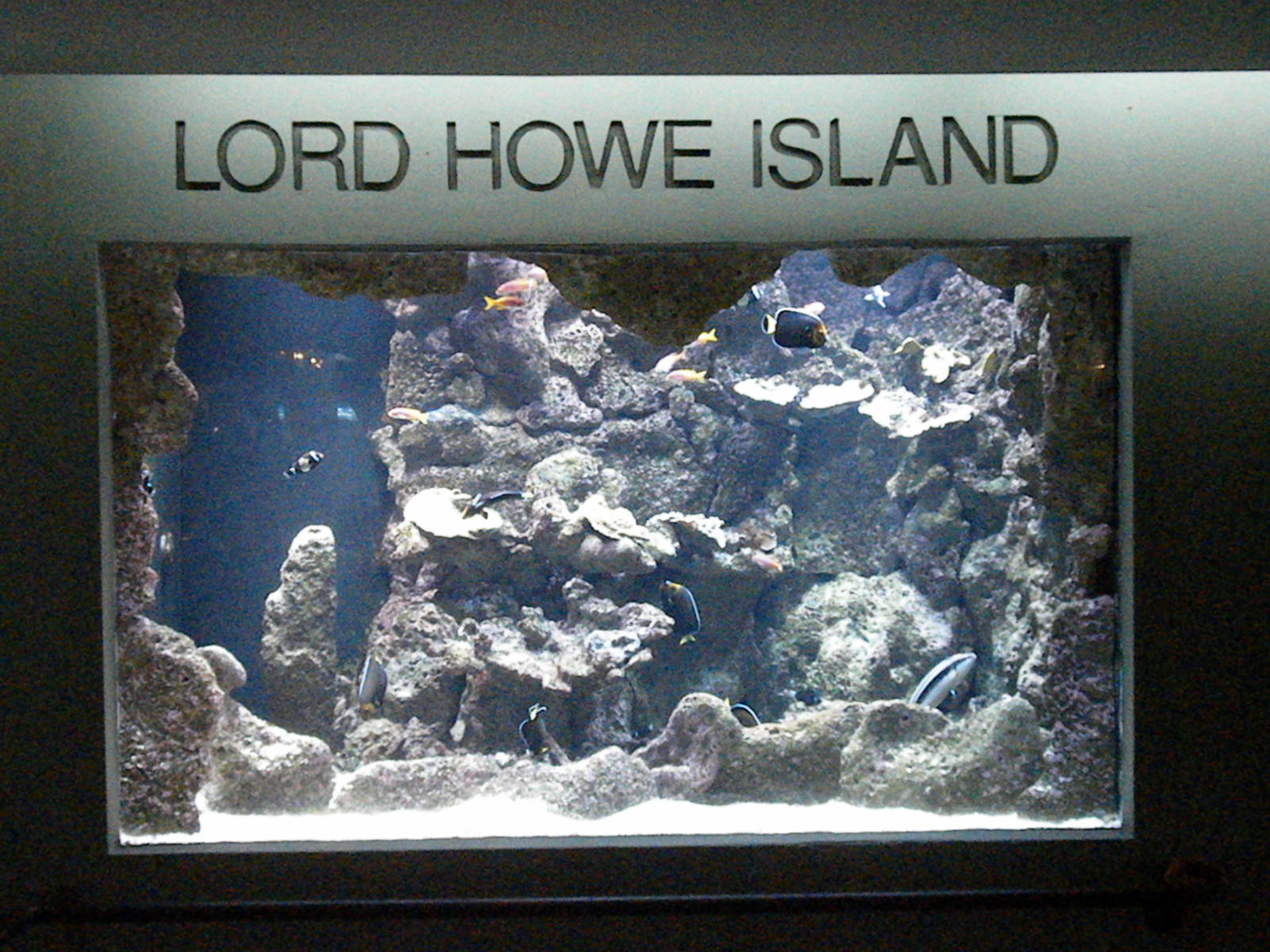 Lord Howe Island aquarium