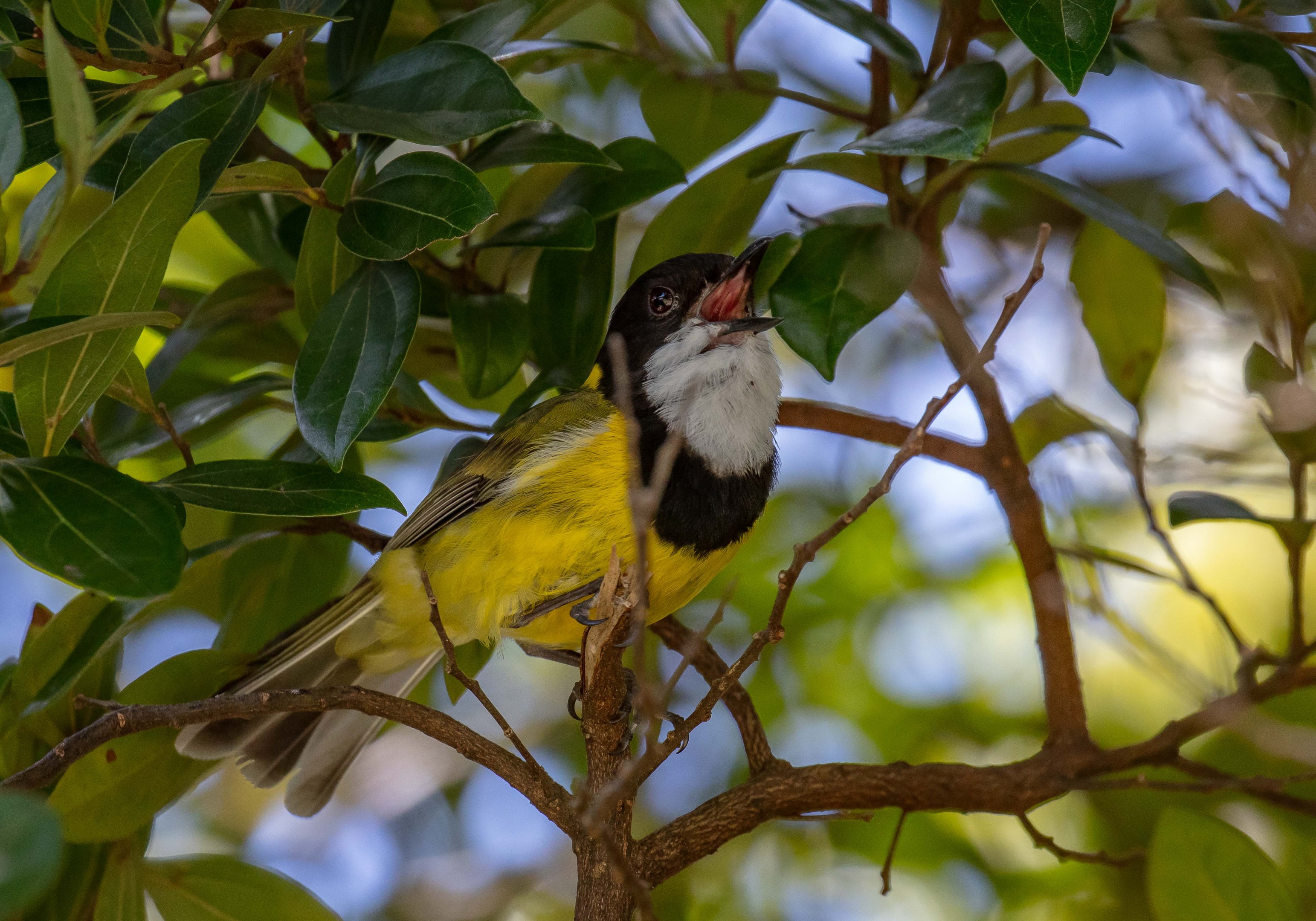 Lord Howe Island Golden Whistler
