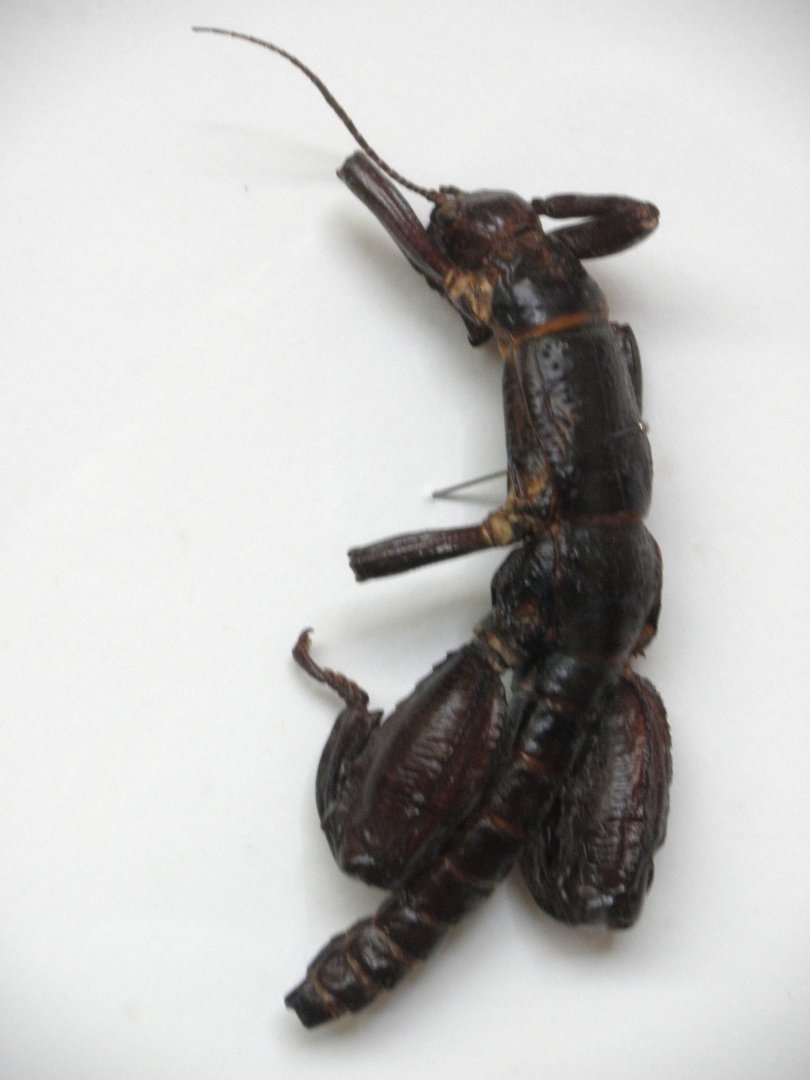 Lord Howe Island phasmid