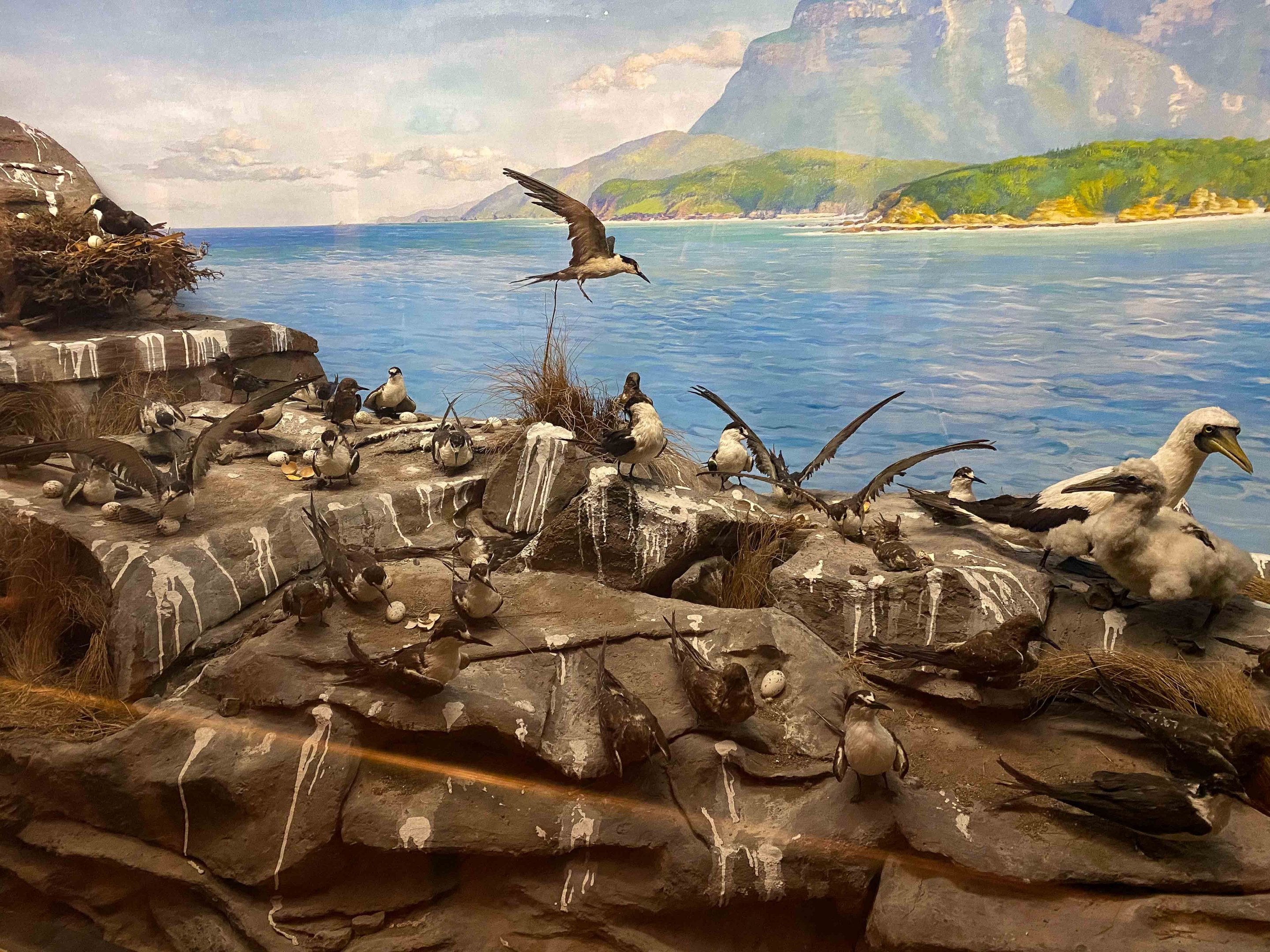 Lord Howe Island rookery display