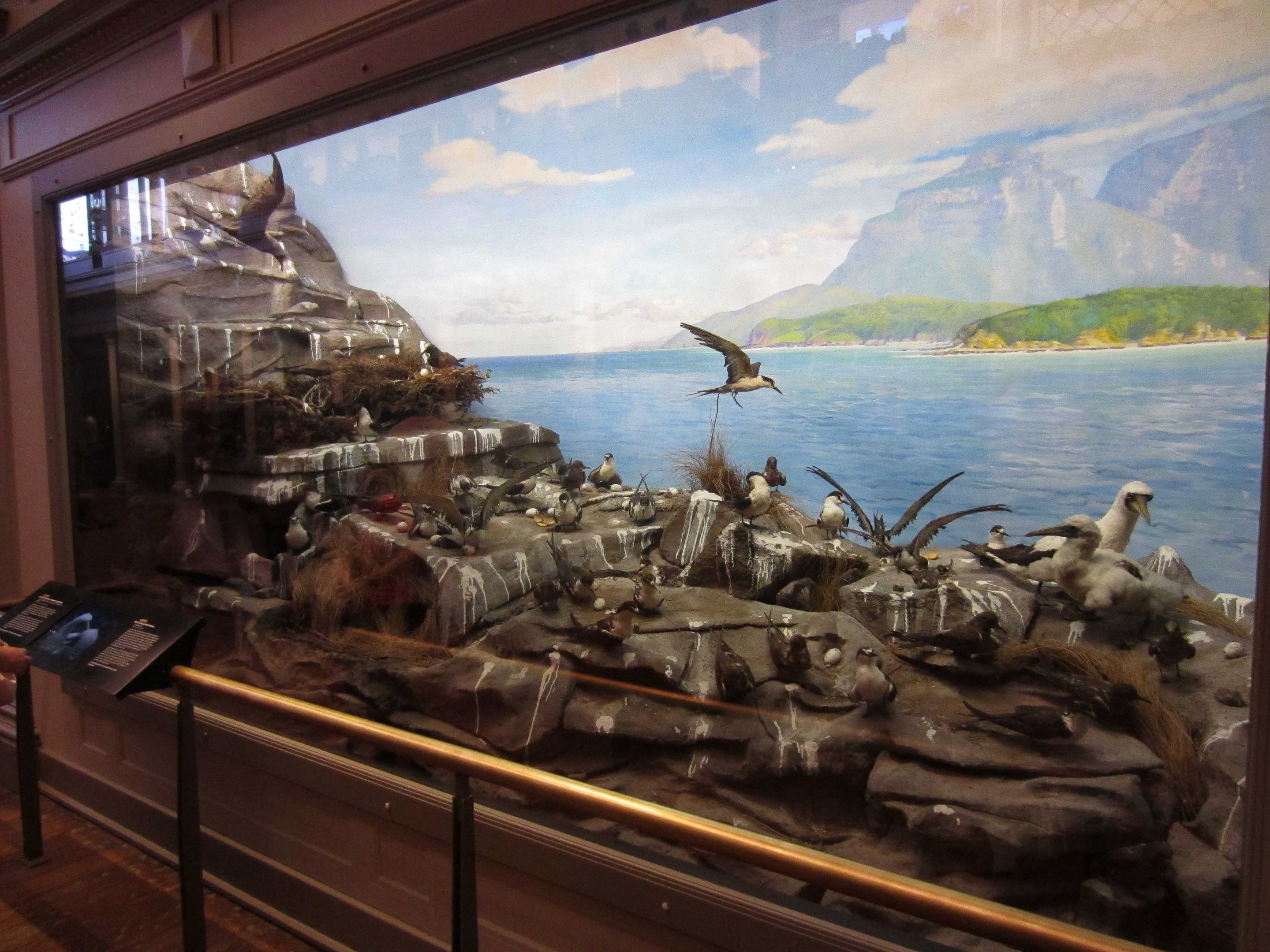 Lord Howe Island rookery display