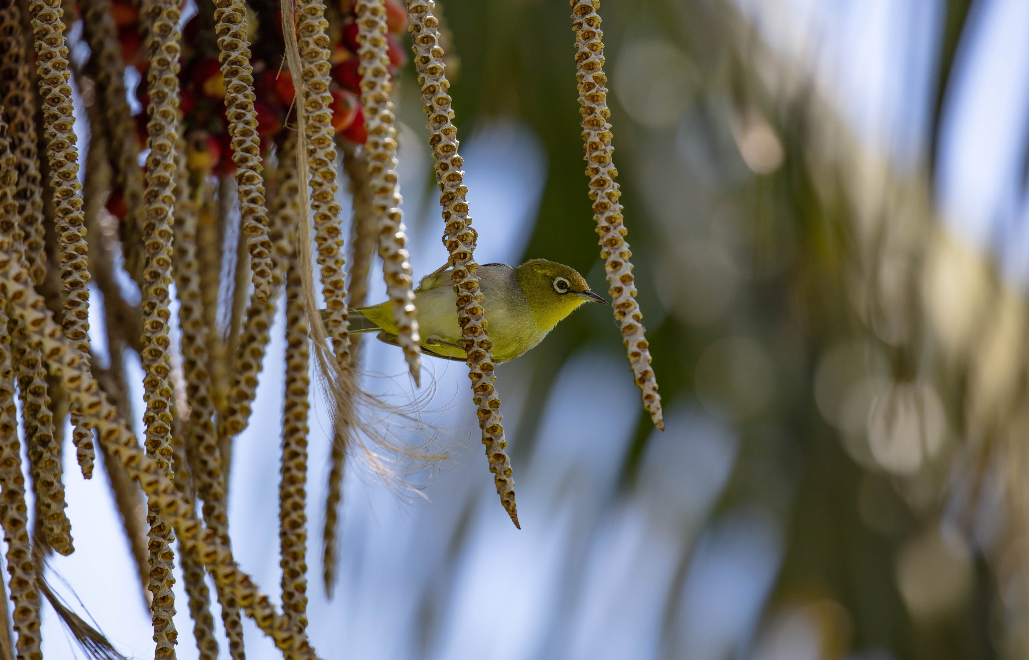 Lord Howe Island Silvereye