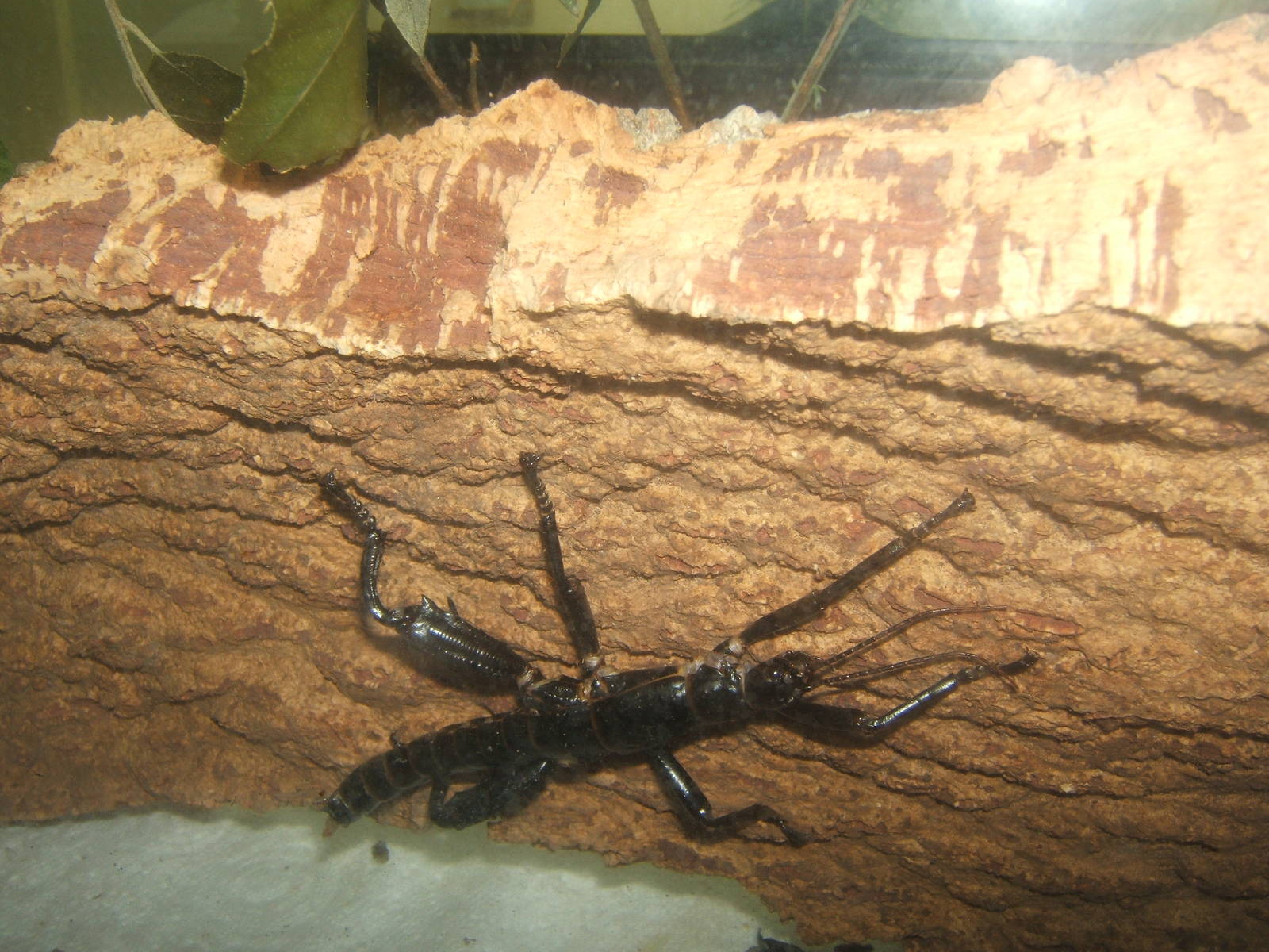 Lord Howe Island Stick Insect (Dryococelus australis)