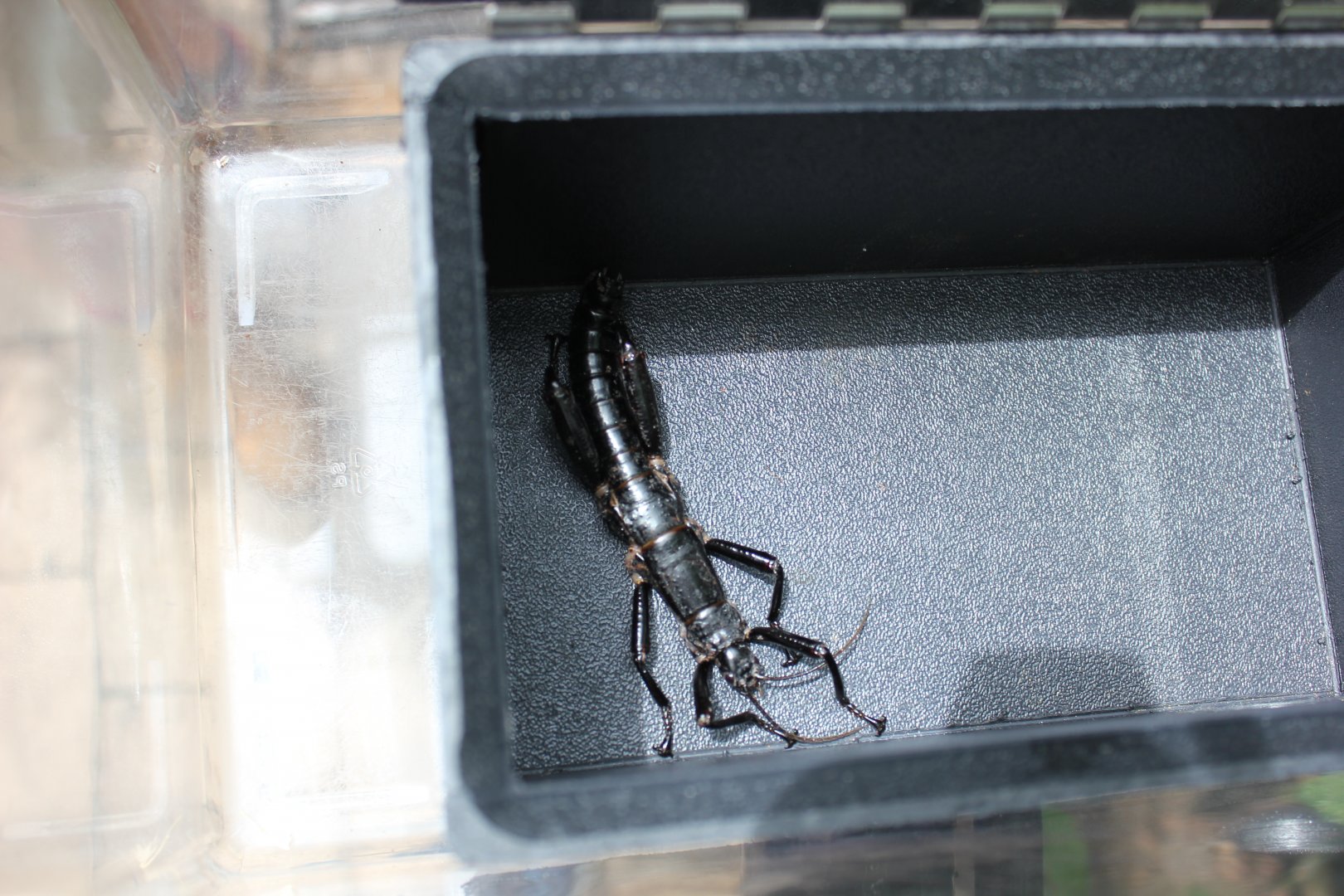 Lord Howe Island Stick Insect (Dryococelus australis)