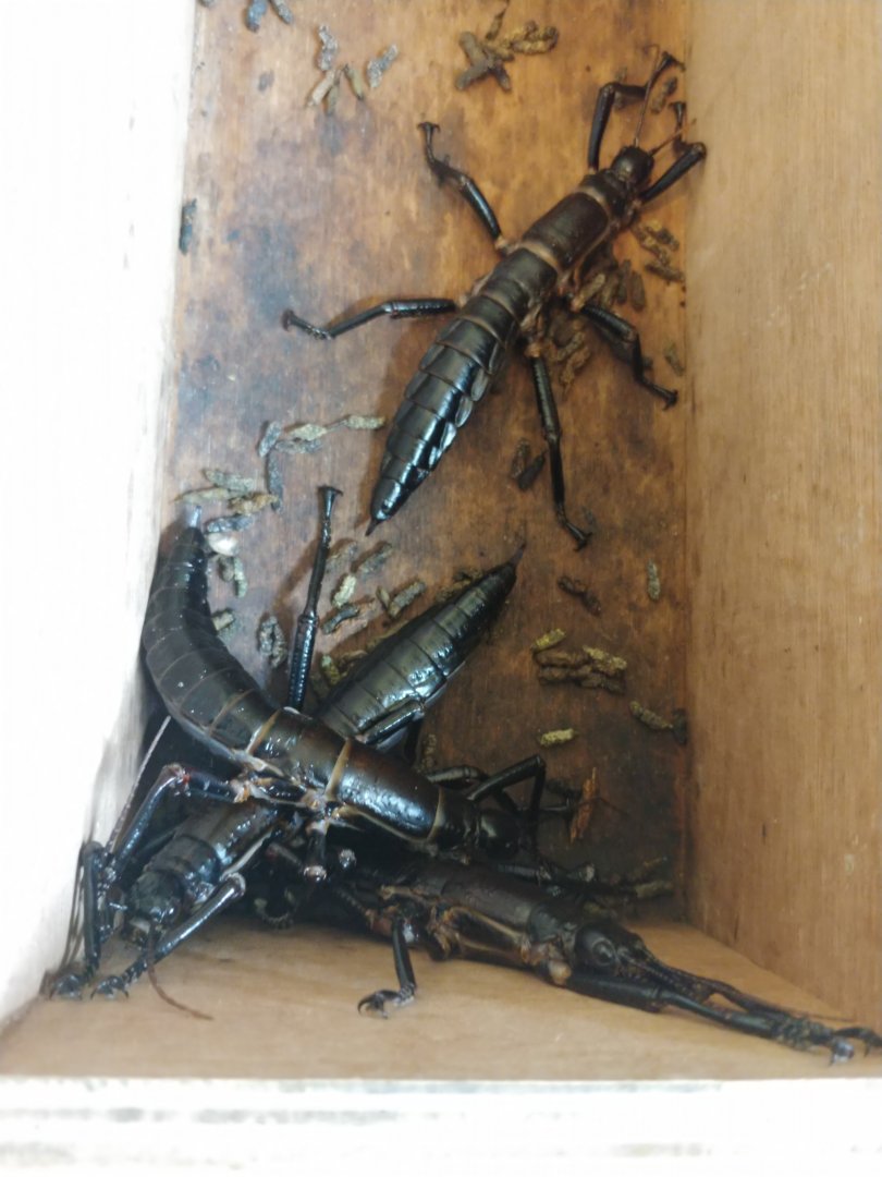 Lord Howe Island stick insect (Dryococelus australis)