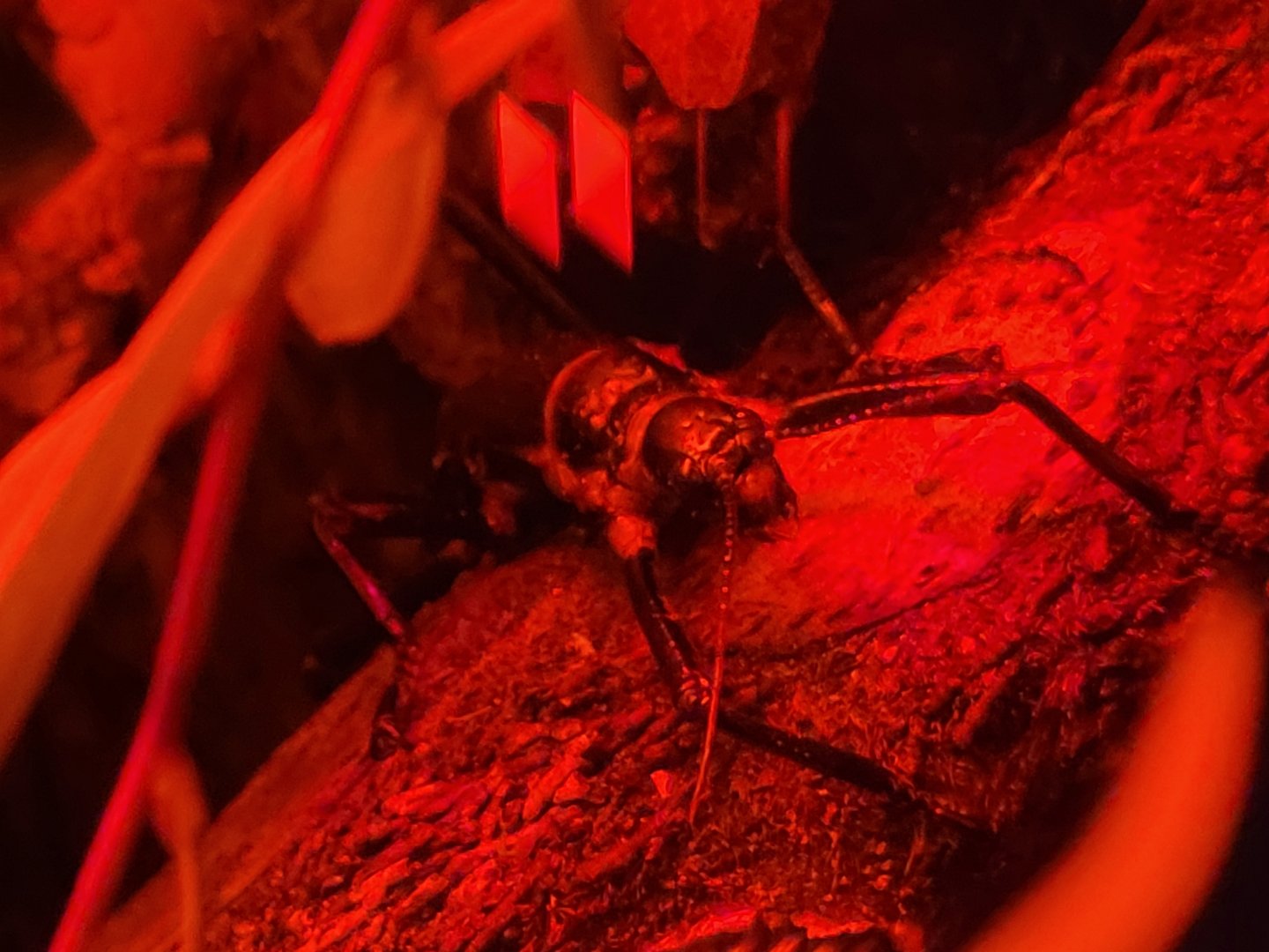 Lord Howe Island Stick Insect(Dryococelus australis)