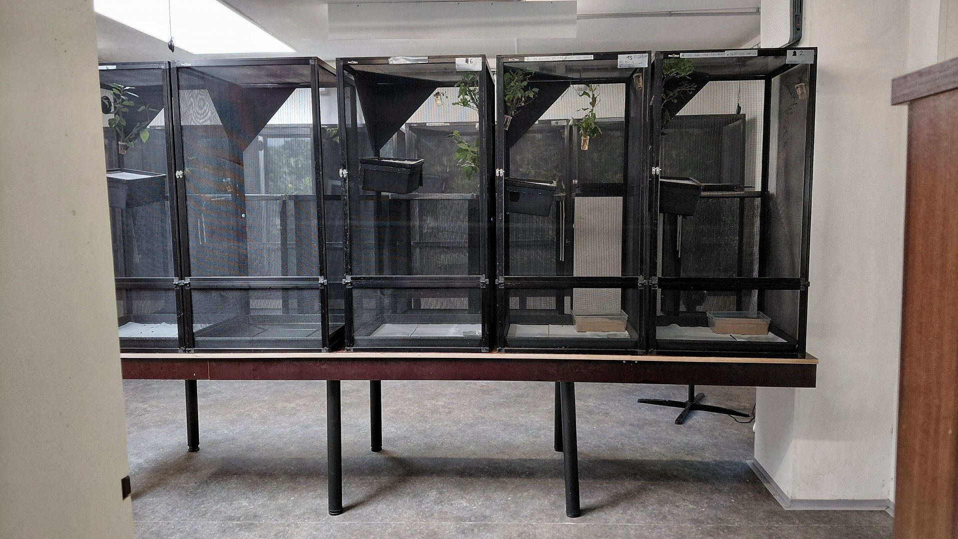 Lord Howe Island stick insect exhibit