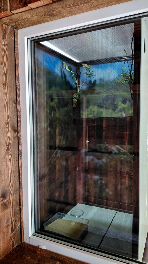 Lord Howe Island stick insect exhibit