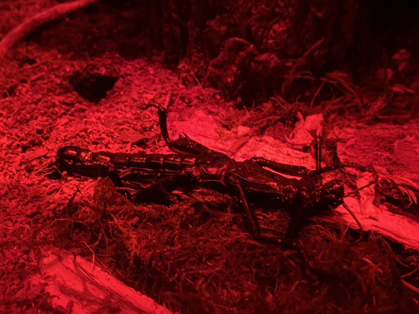 Lord Howe island stick insect molt or dead?