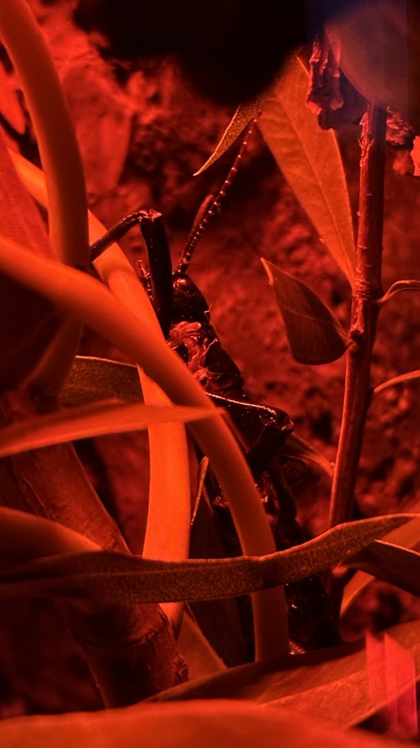 Lord Howe Island Stick Insect