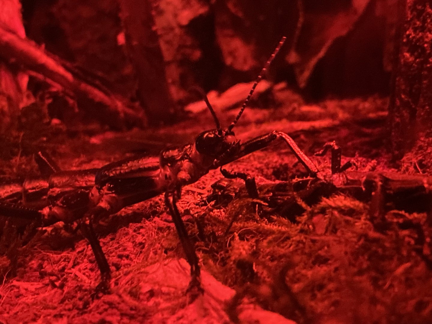 Lord Howe island stick insect