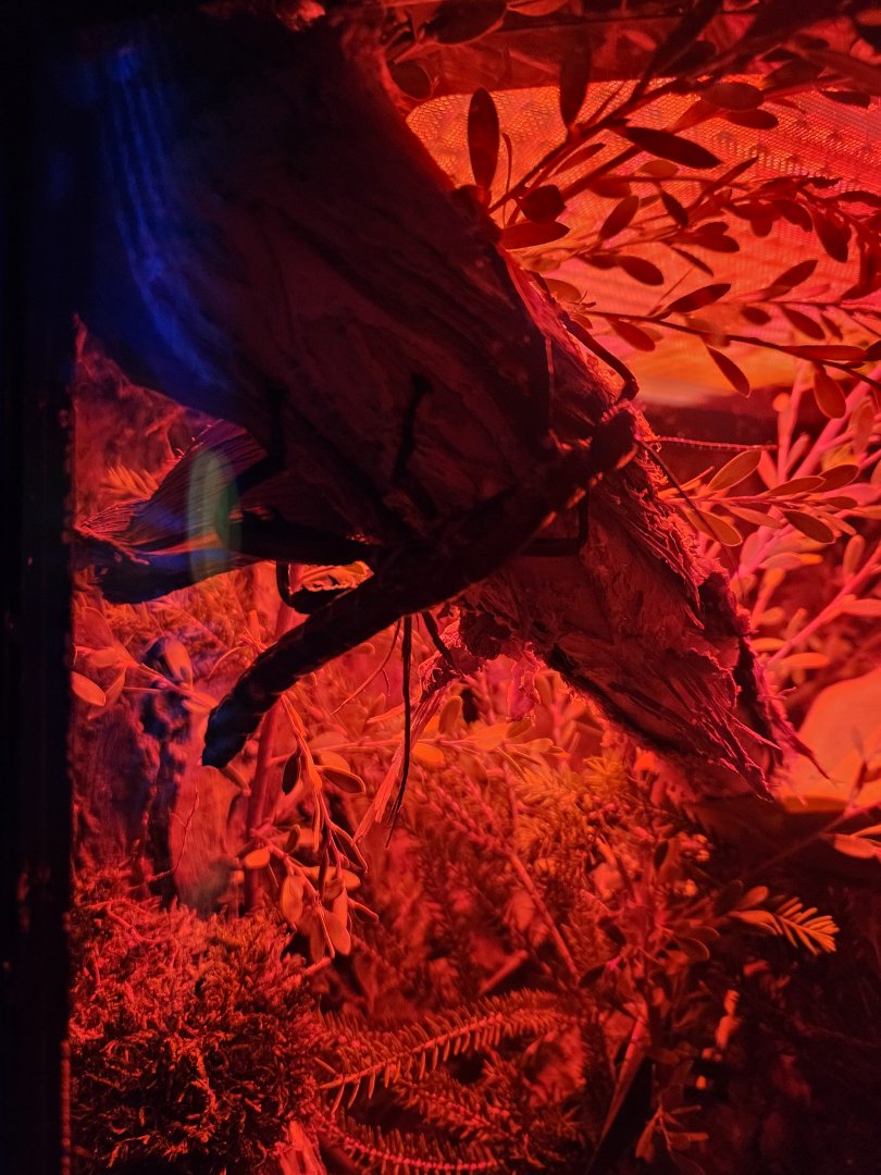 Lord Howe Island Stick Insect