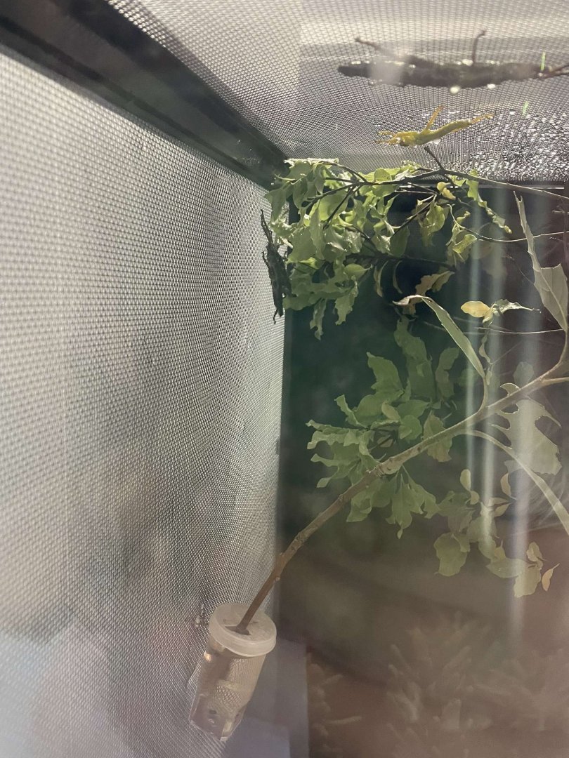 Lord Howe Island Stick Insects (Dryococelus australis)