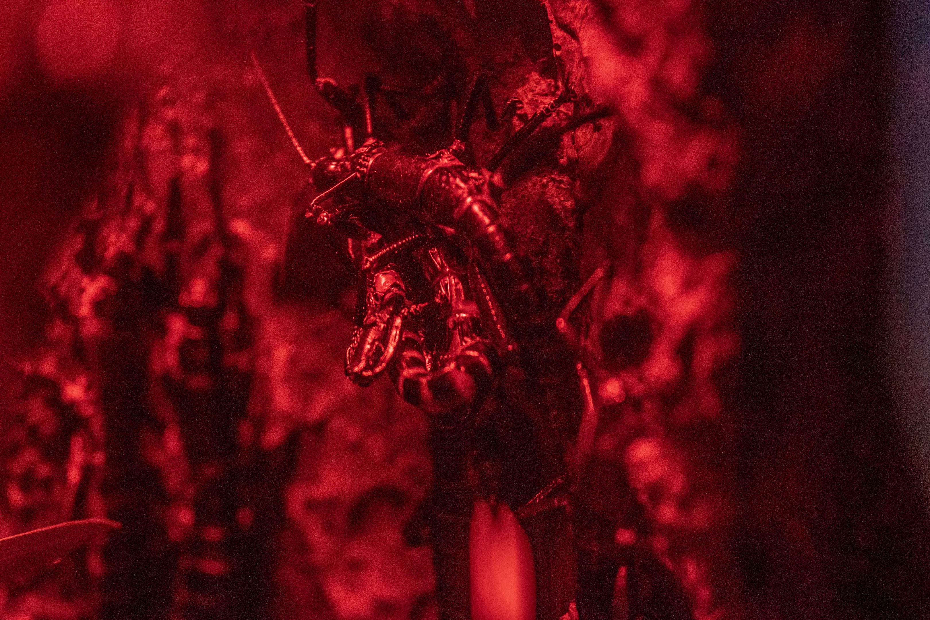 Lord Howe Island Stick Insects