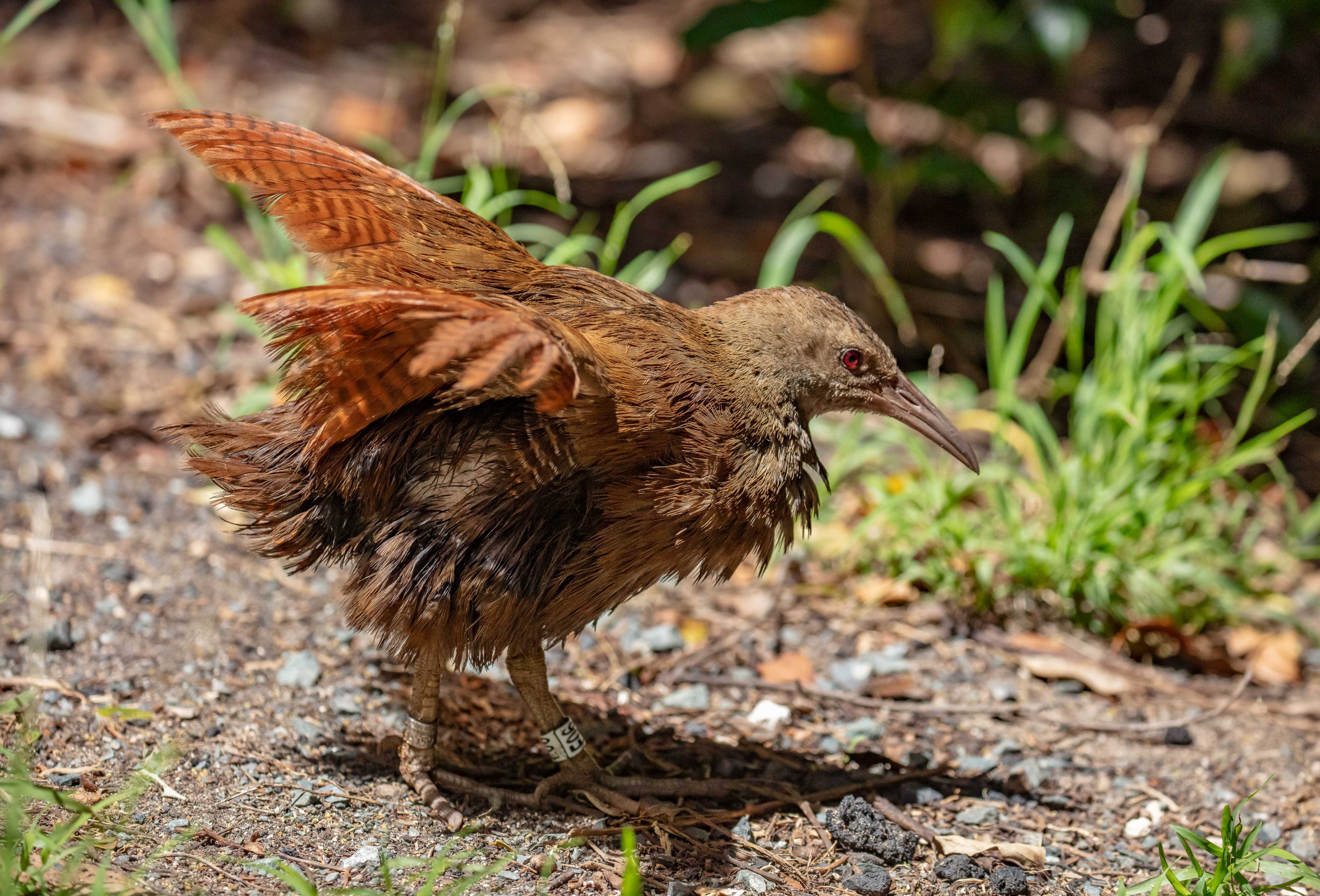 Lord Howe Island Woodhen sunning itself