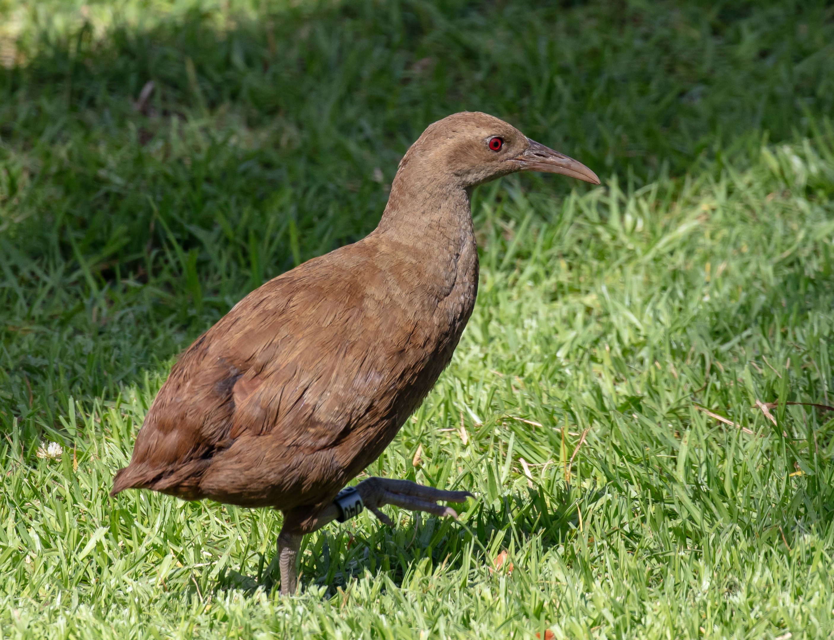Lord Howe Island Woodhen