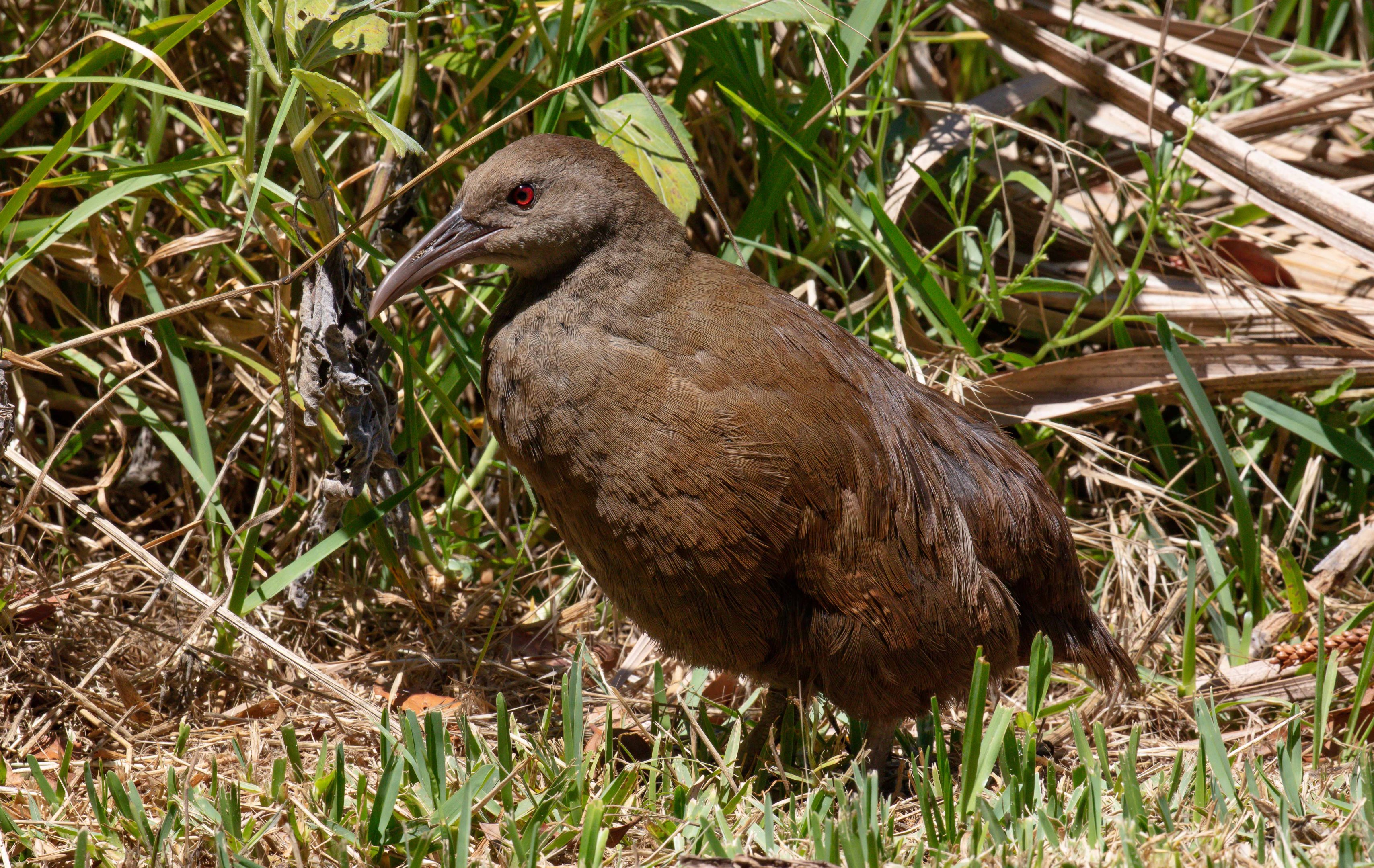 Lord Howe Island Woodhen