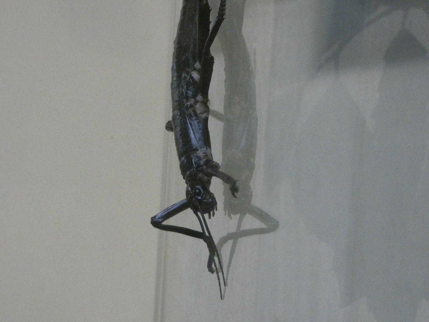 Lord Howe Stick Insect (Dryococelus australis)