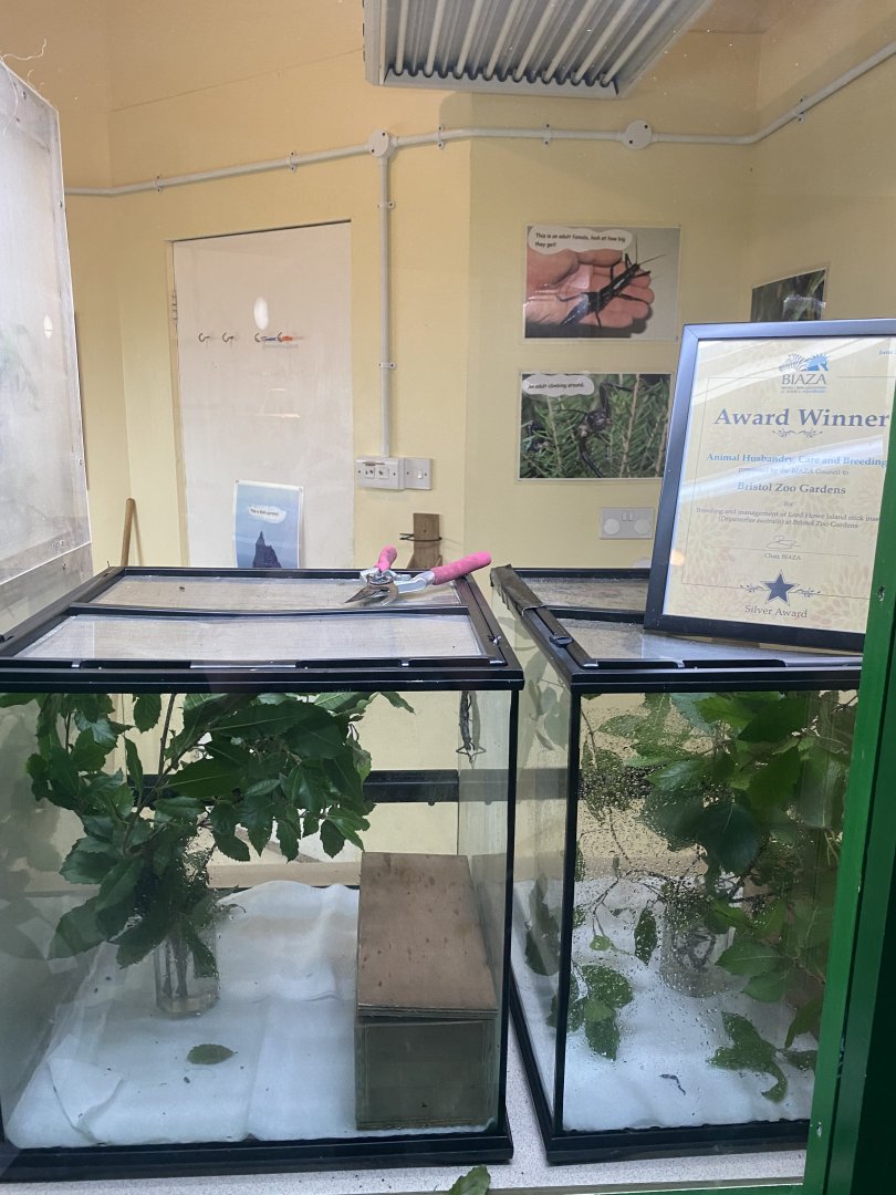 Lord Howe Stick Insect Setup