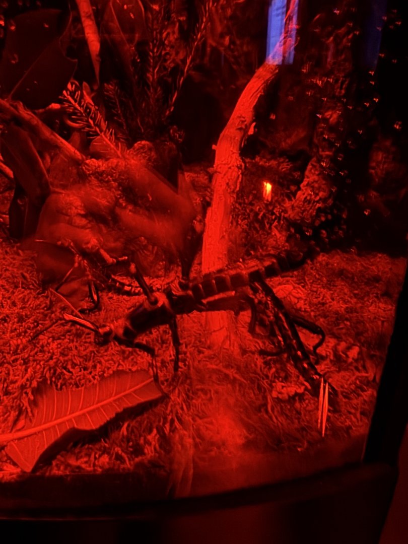 Lord Howe Stick Insect