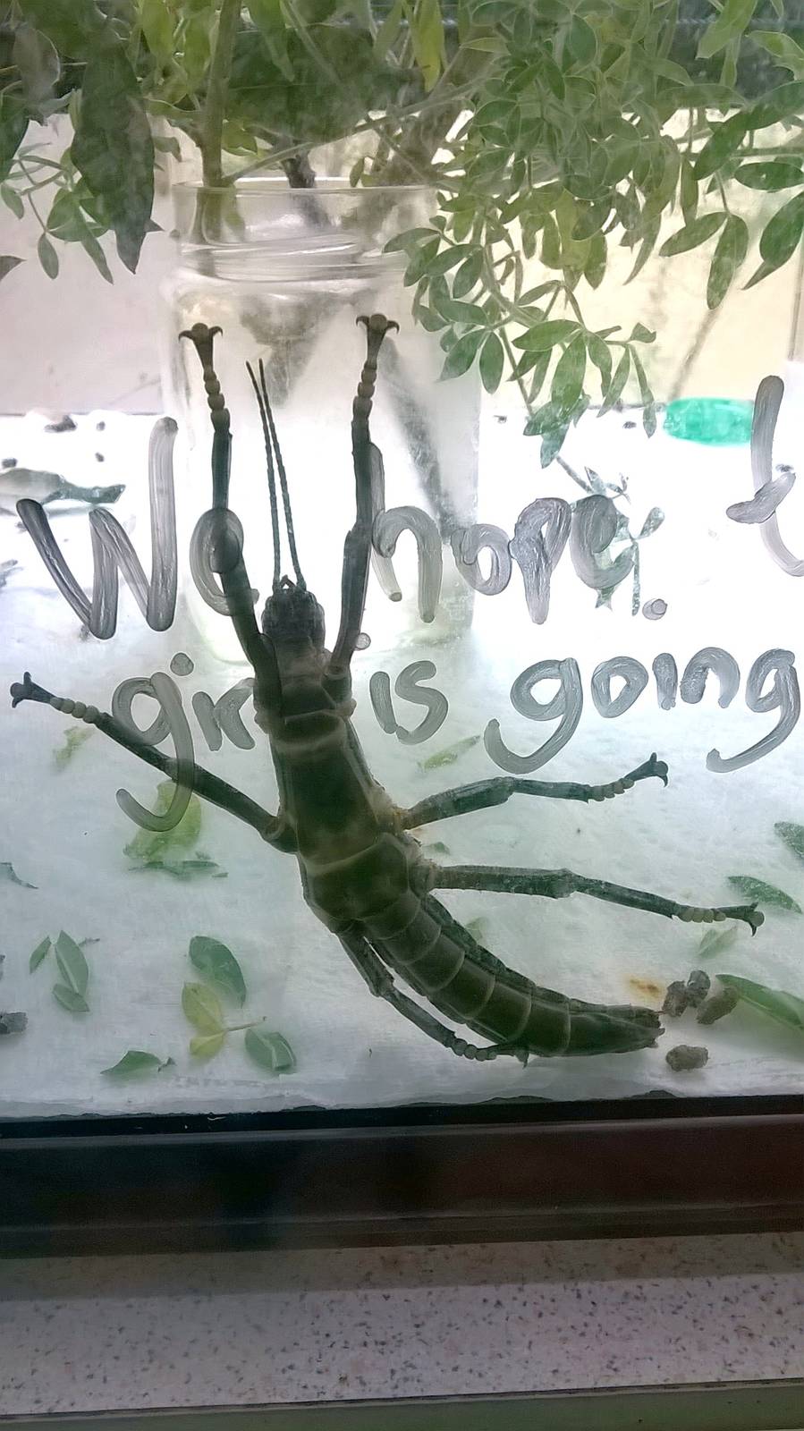 Lord Howe Stickinsect