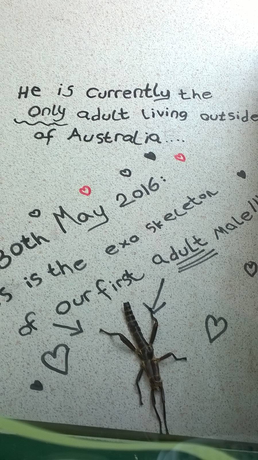 Lord Howe Stickinsect