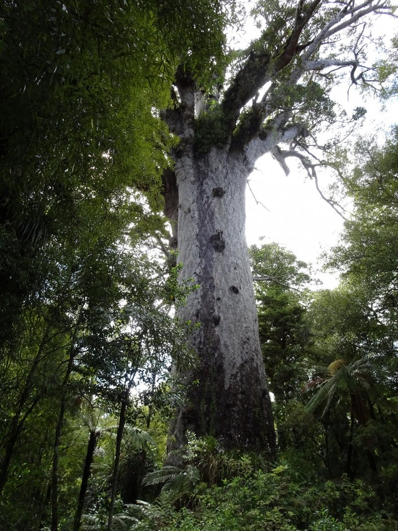 Lord of the Forest, New Zealand, November 2015