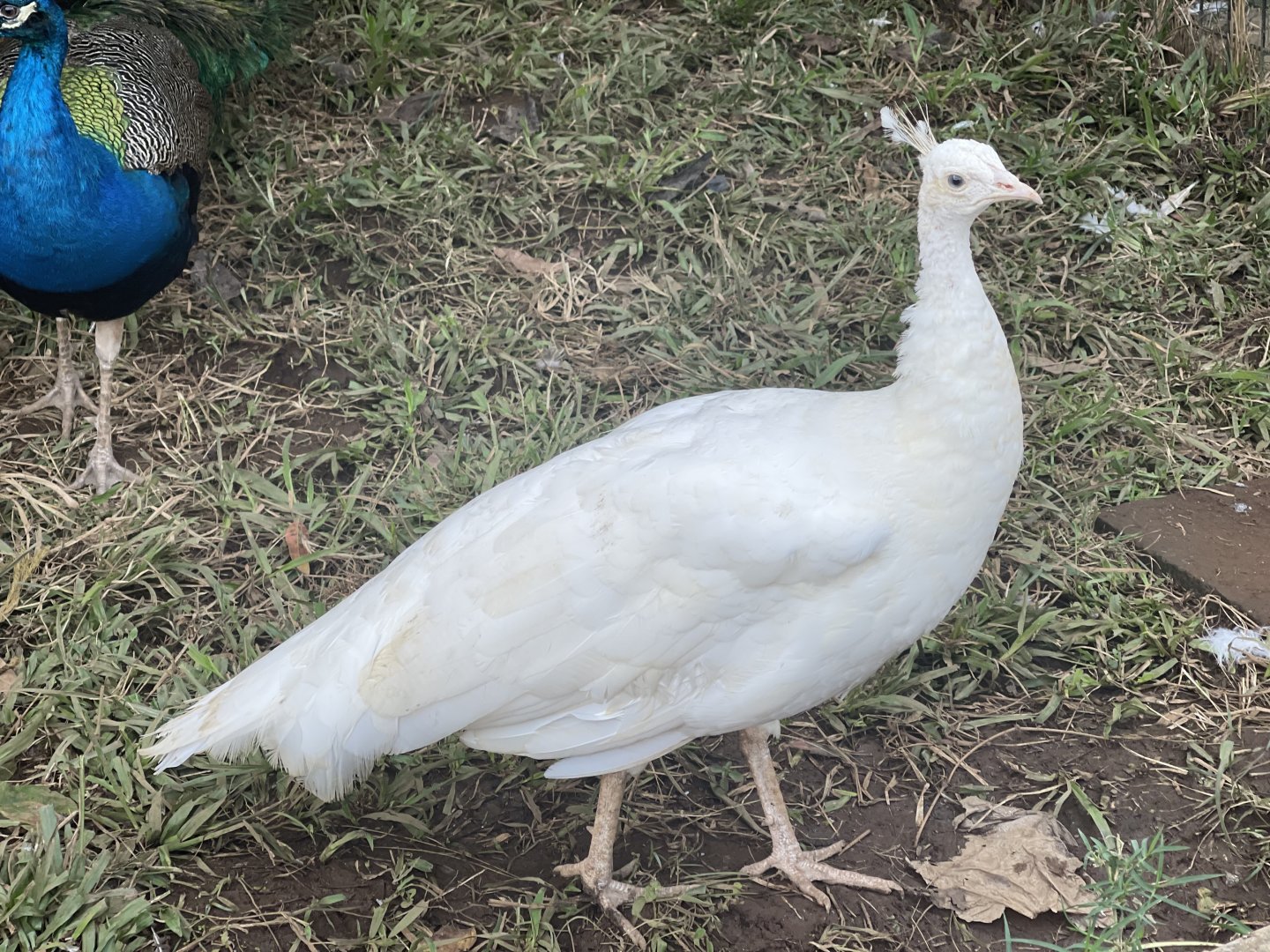 lord shen (pavo cristatus)