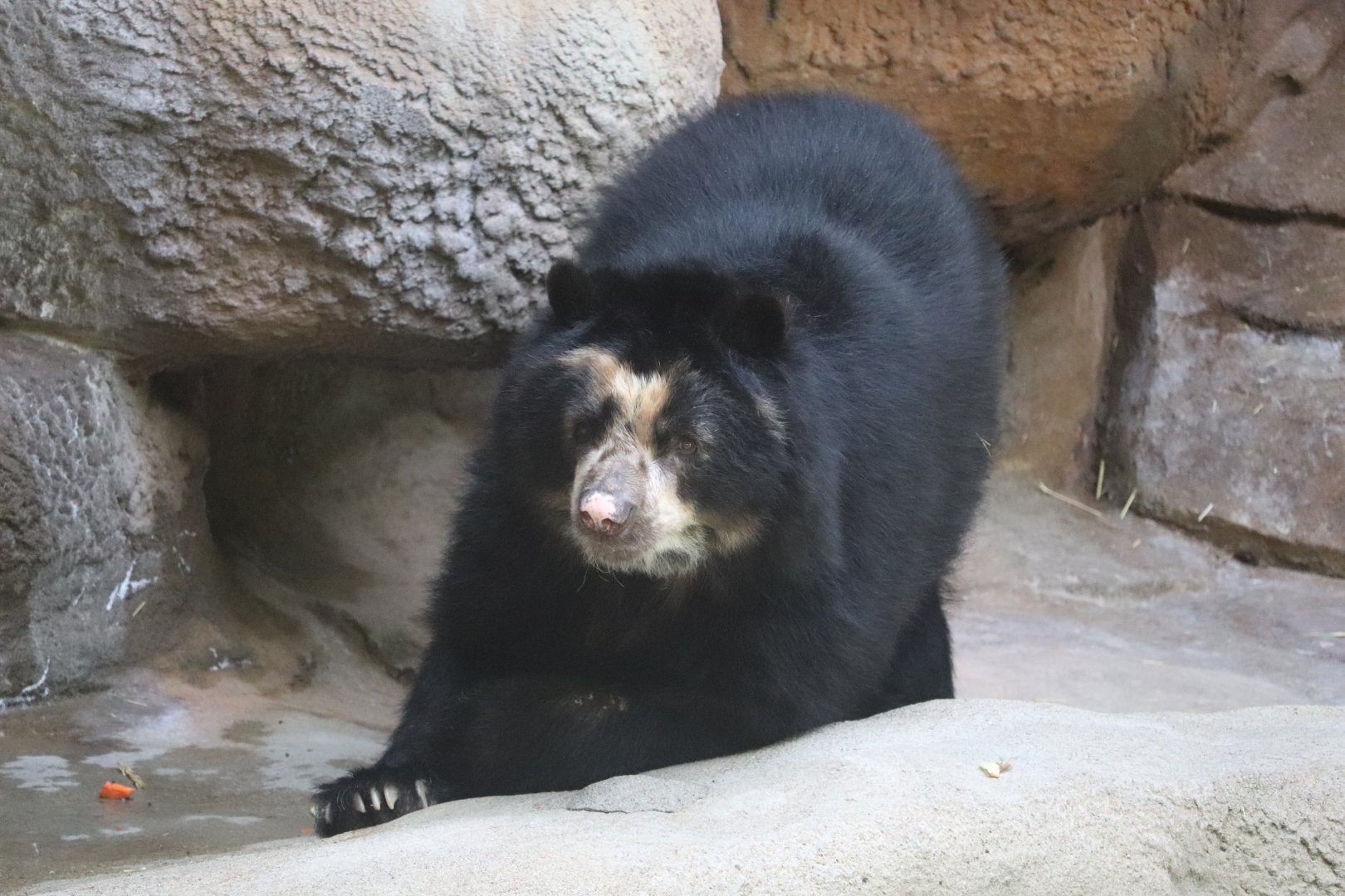 Lords of The Arctic - Andean Bear