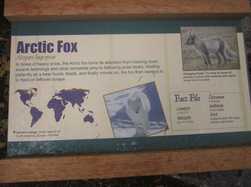 Lords of the Arctic-Arctic Fox-Sign