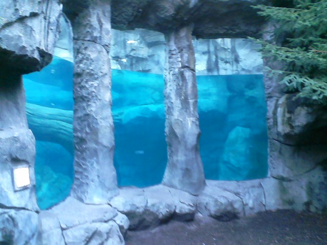 Lords of the Arctic- Polar Bear Underwater Viewing area