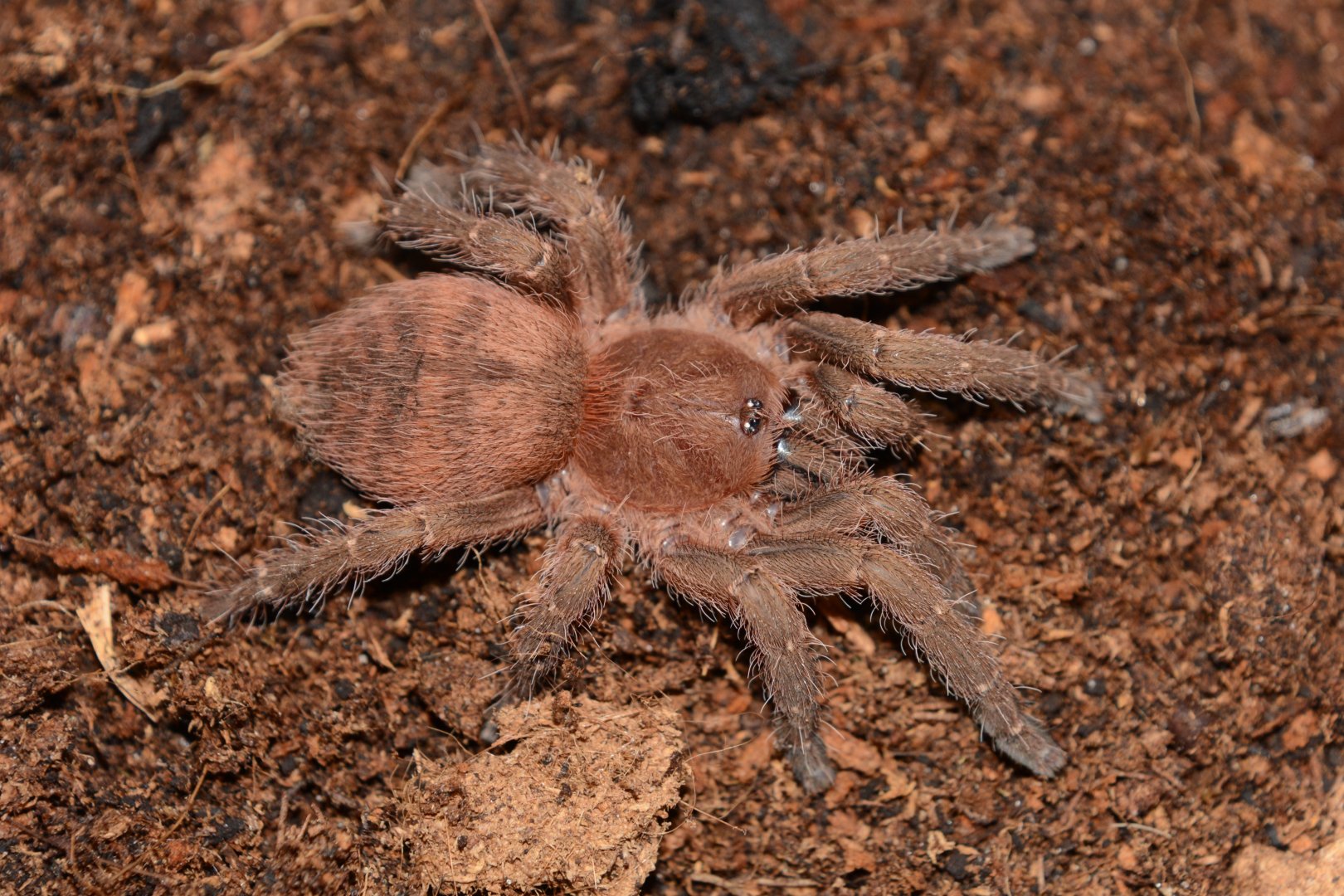 Loreto tarantula (Neischnocolus iquitos)