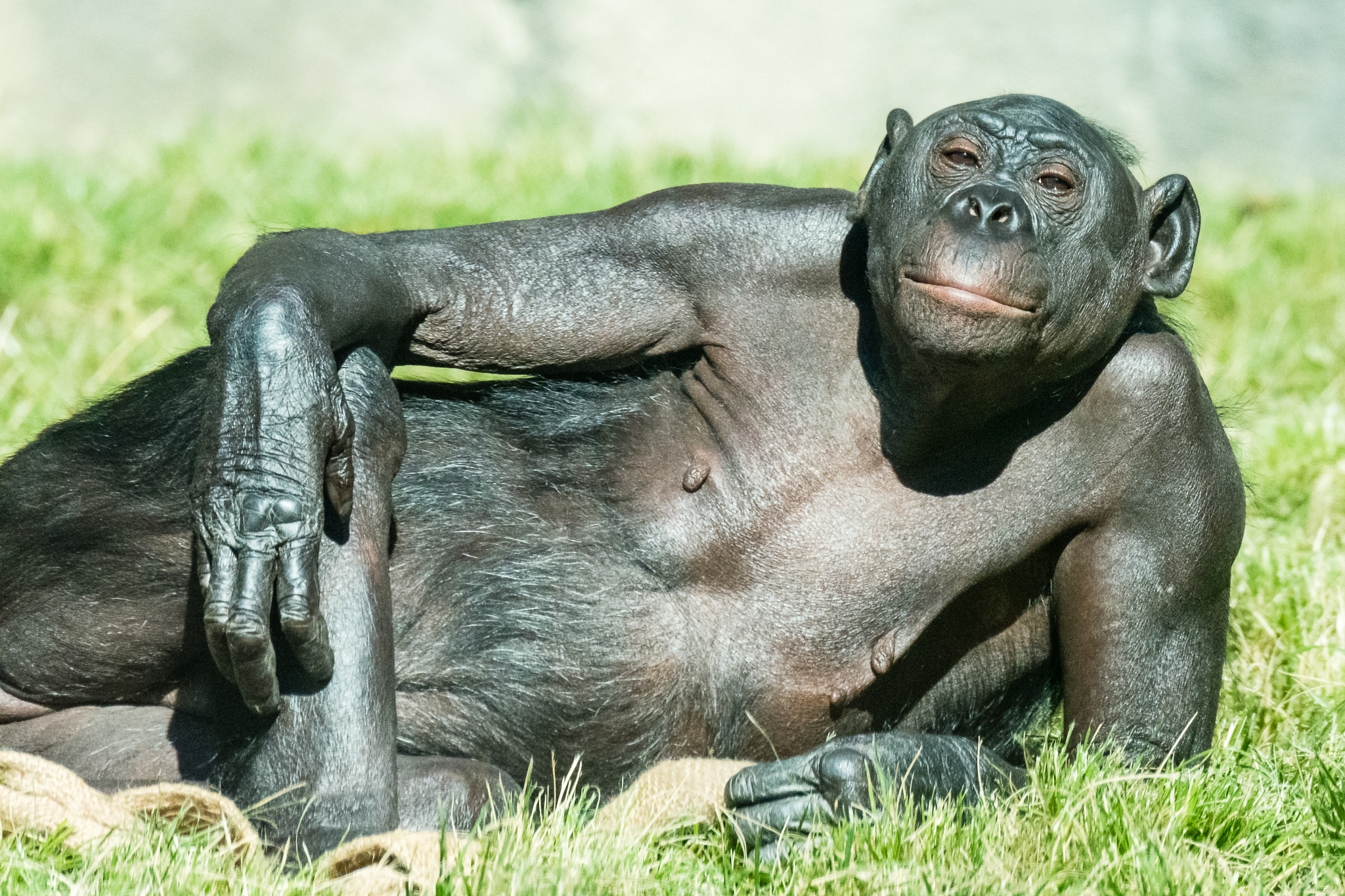 Loretta, the 4th oldest bonobo in the United States.